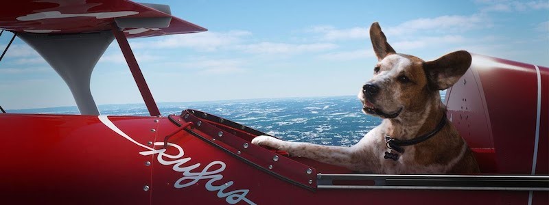 Мастер Чиф и собаки в новой рекламе Microsoft