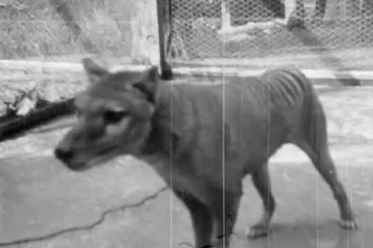 Найдены редкие кадры тасманийского волка