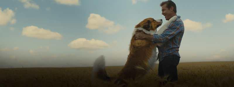Обзор фильма «Собачья жизнь 2». Поплачем снова?