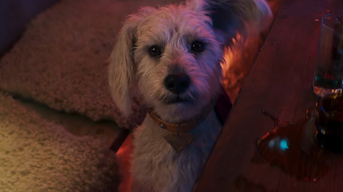 Крипто в фильме «Супермен» / DC Studios